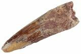 Fossil Spinosaurus Tooth - Real Dinosaur Tooth #367979-1